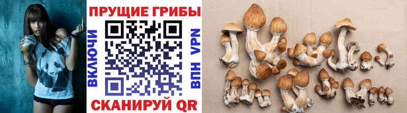 Псилоцибиновые грибы мицелий  blacksprut зеркало  сайты даркнета какой сайт  наркота  Снежногорск 